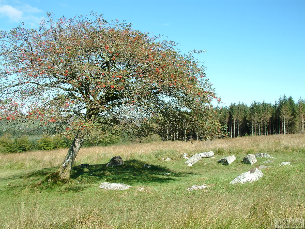 Stone circle on Lakehead Hill, a clearing within Bellever Forest