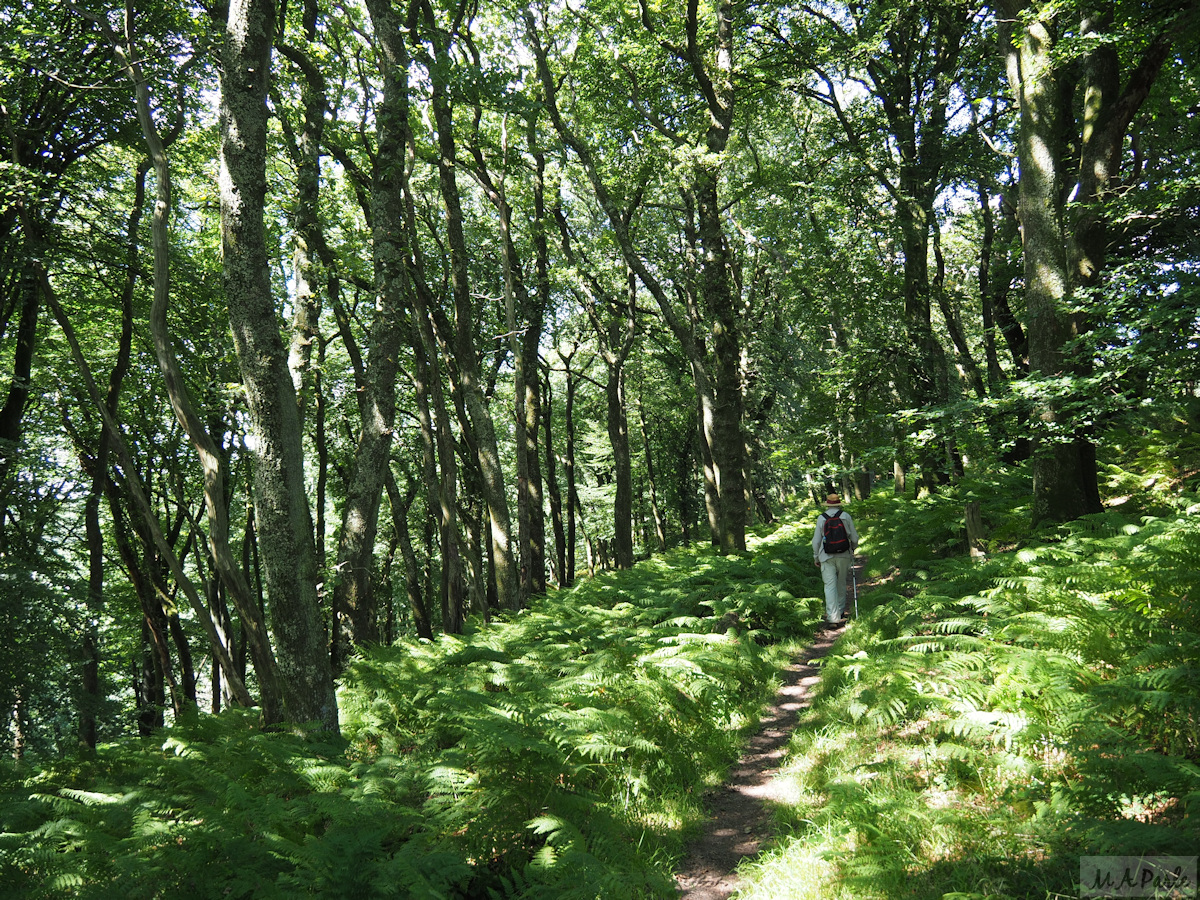 Taking the lead through Burrator Woods
