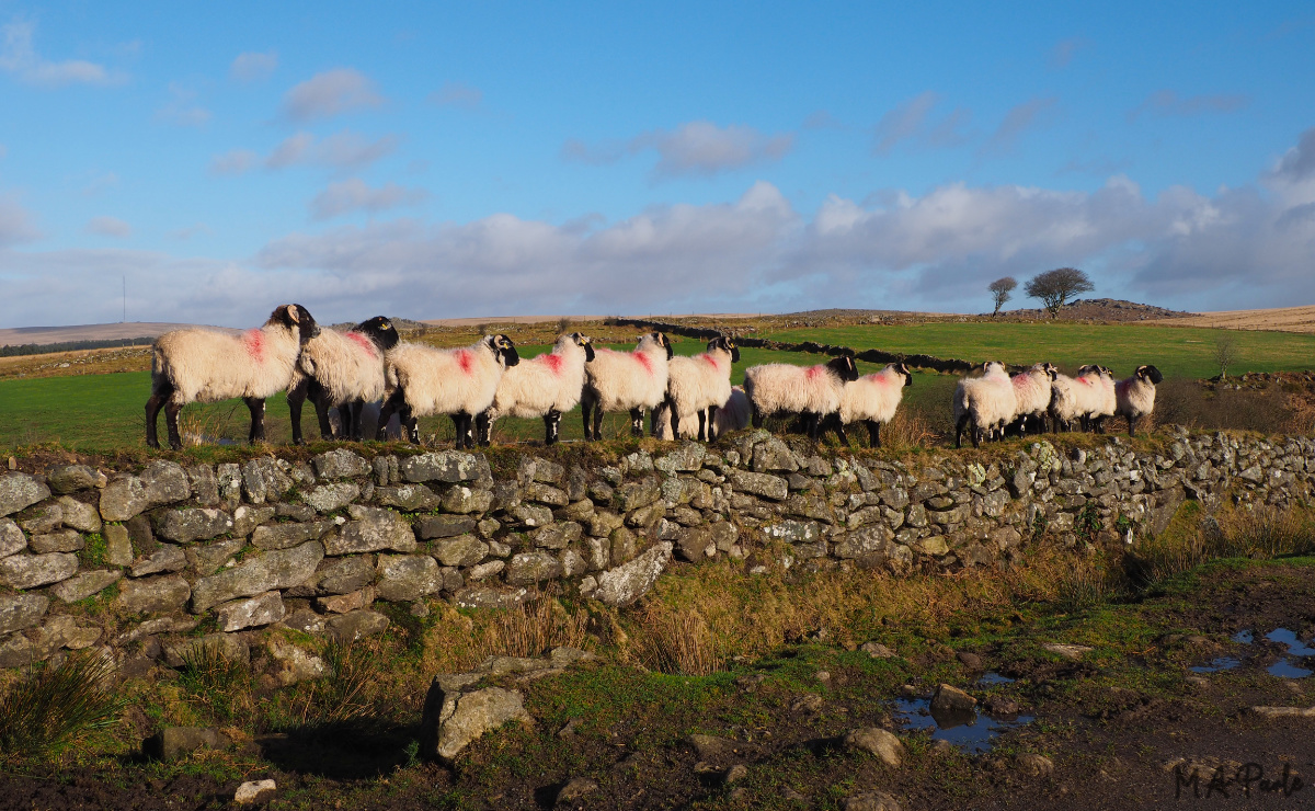 Wall of sheep