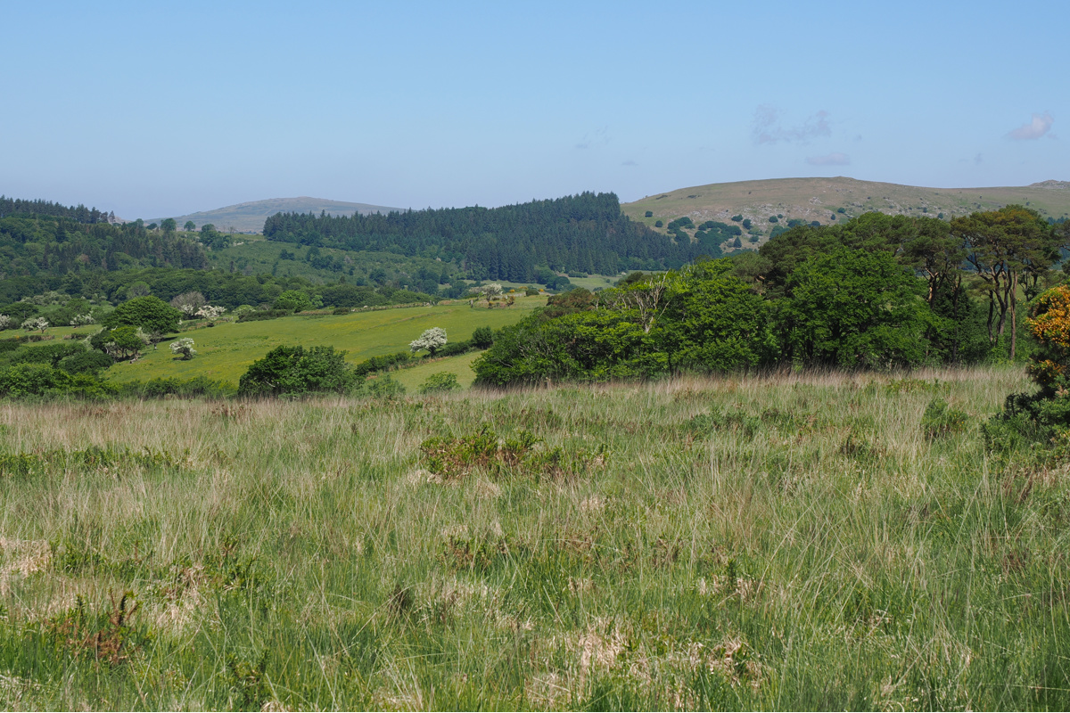 View north of Ringmoor
